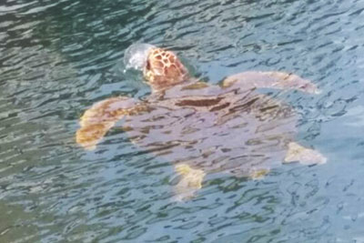 Wasserschildkröte